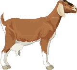 Anglo-nubijsk koza