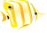 Korlov ryba