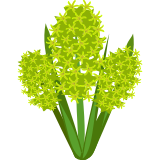 lut hyacint