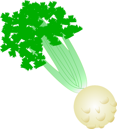 Vektorov obrzek, ilustran klipart Celer zdarma ke staen, Zelenina vektor do vaich dokument