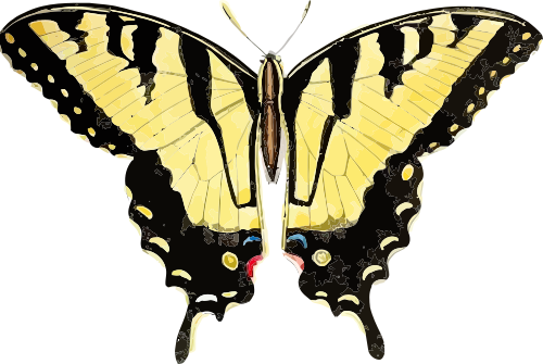 Vektorov obrzek, ilustran klipart Papilio glaucus zdarma ke staen, Hmyz vektor do vaich dokument
