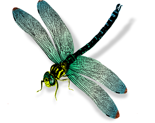 Vektorov obrzek, ilustran klipart Rznokdlice zdarma ke staen, Hmyz vektor do vaich dokument
