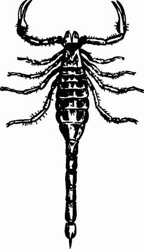 Vektorov obrzek, ilustran klipart korpion zdarma ke staen, Hmyz vektor do vaich dokument