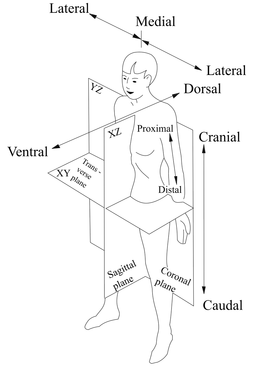 Vektorový obrázek, ilustrační klipart Anatomie v rozlišení 905x1280 pixelů zdarma ke stažení, Ostatní vektor do vašich dokumentů