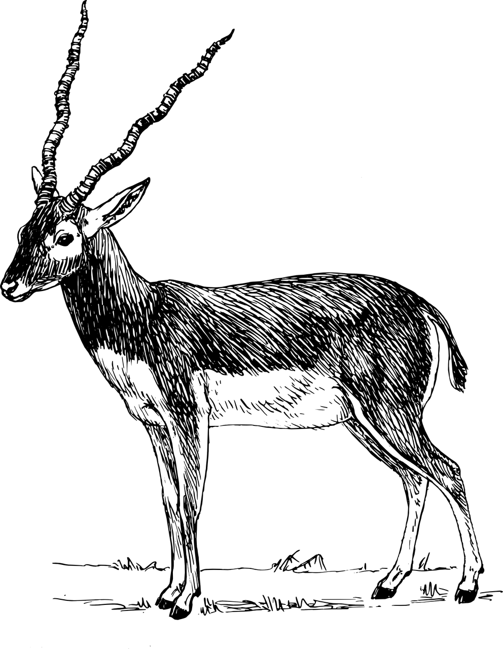 Vektorový obrázek, ilustrační klipart Antilopa v rozlišení 992x1280 pixelů zdarma ke stažení, Zvířata vektor do vašich dokumentů
