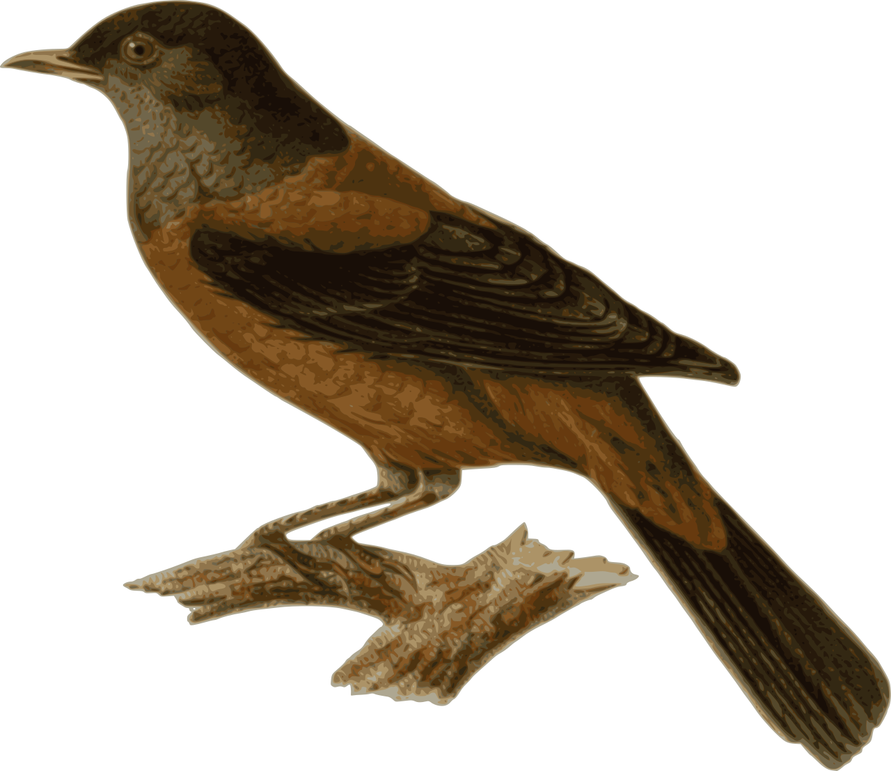 Vektorový obrázek, ilustrační klipart Drozd šedohlavý v rozlišení 1280x1107 pixelů zdarma ke stažení, Ptáci vektor do vašich dokumentů