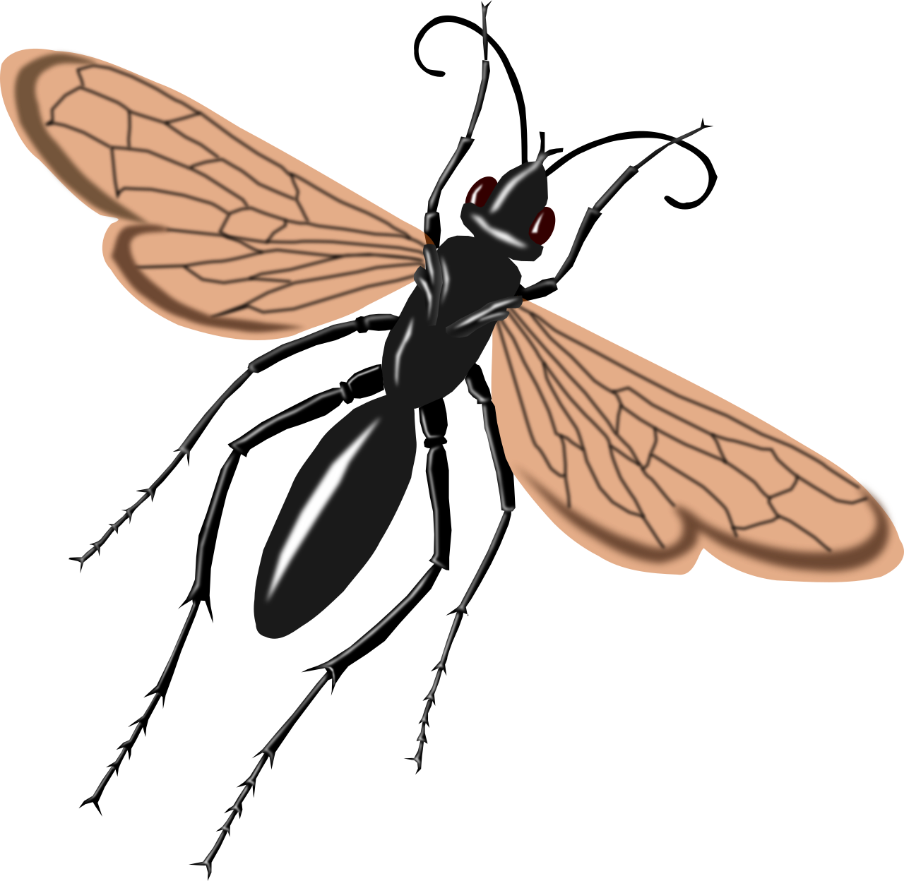 Vektorový obrázek, ilustrační klipart Hrabalka v rozlišení 1280x1248 pixelů zdarma ke stažení, Hmyz vektor do vašich dokumentů