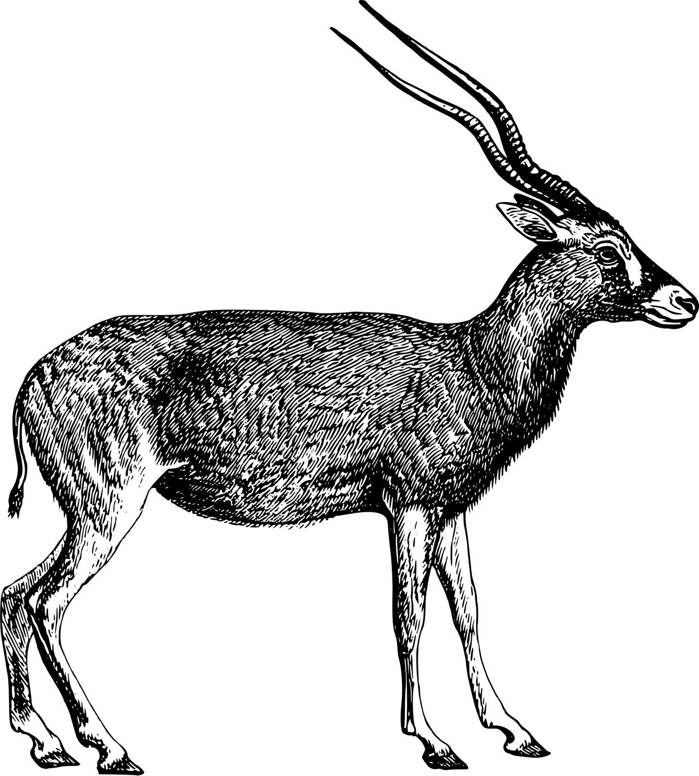 Vektorový obrázek, ilustrační klipart Adax v rozlišení 1440x1600 pixelů zdarma ke stažení, Zvířata vektor do vašich dokumentů
