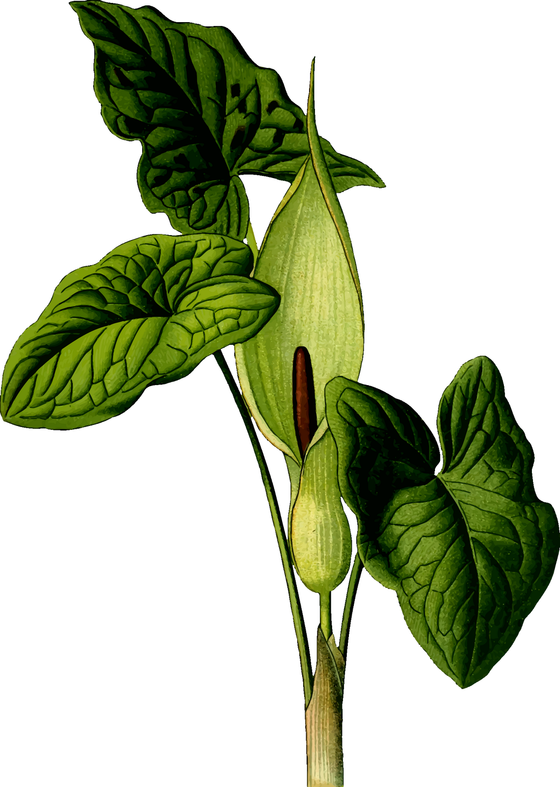 Vektorový obrázek, ilustrační klipart Árón plamatý v rozlišení 1138x1600 pixelů zdarma ke stažení, Rostliny vektor do vašich dokumentů