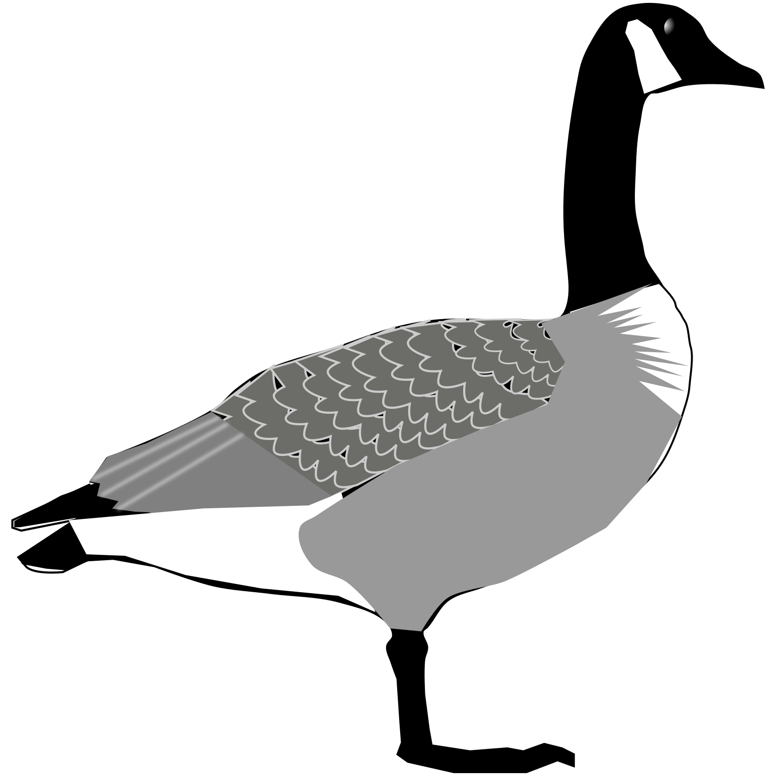 Vektorový obrázek, ilustrační klipart Berneška kanadská v rozlišení 1600x1600 pixelů zdarma ke stažení, Ptáci vektor do vašich dokumentů