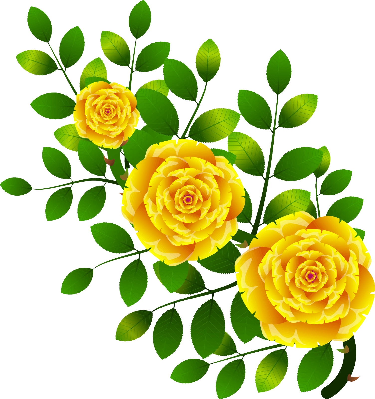 Obrázek, klipart Žluté růže zdarma ke stažení v rozlišení 1504x1600 px