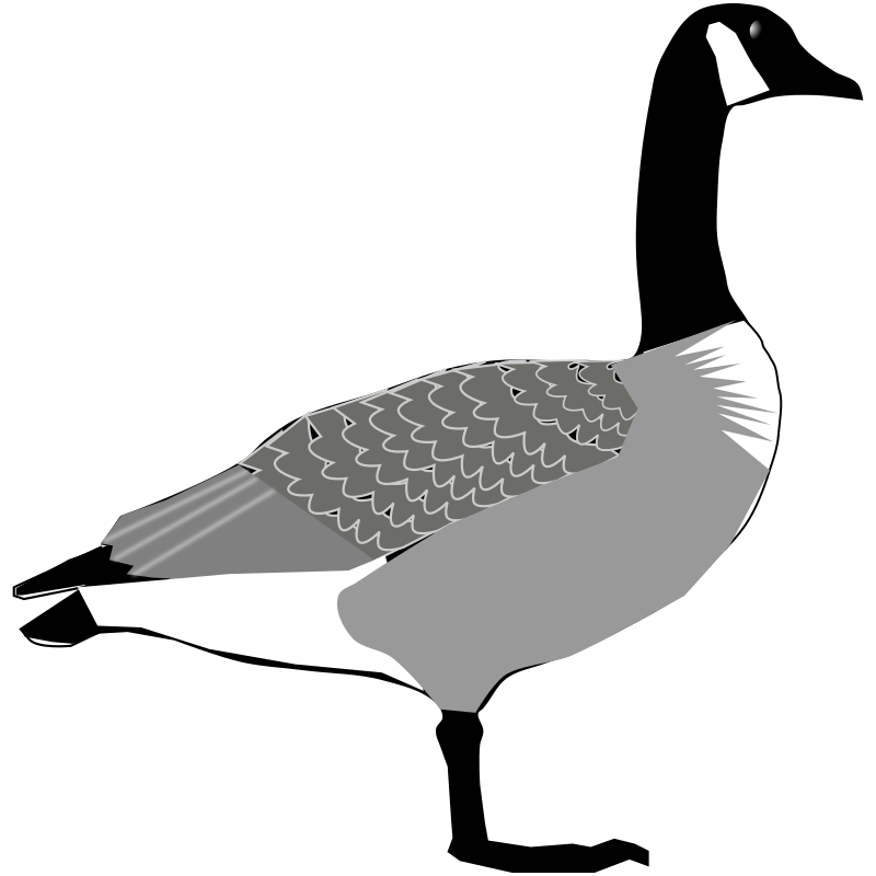 Vektorový obrázek, ilustrační klipart Berneška kanadská v rozlišení 800x800 pixelů zdarma ke stažení, Ptáci vektor do vašich dokumentů