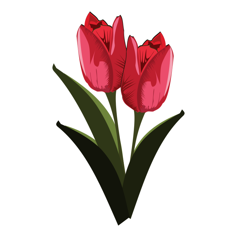 Vektorový obrázek, ilustrační klipart Červené tulipány v rozlišení 800x800 pixelů zdarma ke stažení, Květiny vektor do vašich dokumentů