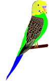 Vektorový obrázek, ilustrační klipart Andulka vlnkovaná ke stažení, Ptáci vektorový obrázek pro vaše dokumenty