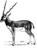 Vektorový obrázek, ilustrační klipart Antilopa ke stažení, Zvířata vektorový obrázek pro vaše dokumenty
