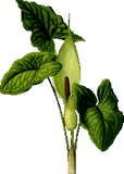 Vektorový obrázek, ilustrační klipart Árón plamatý ke stažení, Rostliny vektorový obrázek pro vaše dokumenty
