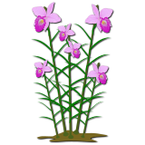 Vektorový obrázek, ilustrační klipart Arundina ke stažení, Květiny vektorový obrázek pro vaše dokumenty