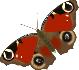 Ilustrační obrázek s motýlem babočkou zdarma