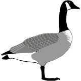 Vektorový obrázek, ilustrační klipart Berneška kanadská ke stažení, Ptáci vektorový obrázek pro vaše dokumenty