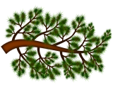 Borovicová větvička