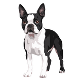 Boston terrier