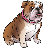 Bulldog