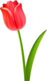 Vektorový obrázek, ilustrační klipart Červený tulipán ke stažení, Květiny vektorový obrázek pro vaše dokumenty