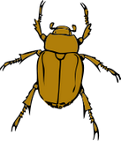 Vektorový obrázek, ilustrační klipart Chroust ke stažení, Hmyz vektorový obrázek pro vaše dokumenty