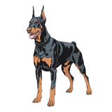 Doberman