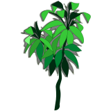 Vektorový obrázek, ilustrační klipart Dracena ke stažení, Rostliny vektorový obrázek pro vaše dokumenty