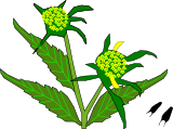 Vektorový obrázek, ilustrační klipart Dvouzubec černoplodý ke stažení, Rostliny vektorový obrázek pro vaše dokumenty