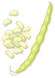 Vektorový obrázek, ilustrační klipart Fazole ke stažení, Zelenina vektorový obrázek pro vaše dokumenty