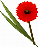 Vektorový obrázek, ilustrační klipart Gerbera ke stažení, Květiny vektorový obrázek pro vaše dokumenty