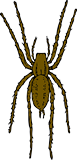 Vektorový obrázek, ilustrační klipart Hnědý pavouk ke stažení, Zvířata vektorový obrázek pro vaše dokumenty