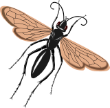 Vektorový obrázek, ilustrační klipart Hrabalka ke stažení, Hmyz vektorový obrázek pro vaše dokumenty