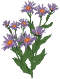 Vektorový obrázek, ilustrační klipart Hvězdnice pyrenejská ke stažení, Květiny vektorový obrázek pro vaše dokumenty