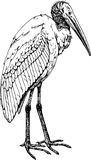 Vektorový obrázek, ilustrační klipart Ibis ke stažení, Ptáci vektorový obrázek pro vaše dokumenty