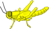 Vektorový obrázek, ilustrační klipart Kobylka ke stažení, Hmyz vektorový obrázek pro vaše dokumenty