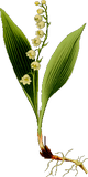 Vektorový obrázek, ilustrační klipart Konvalinky ke stažení, Květiny vektorový obrázek pro vaše dokumenty