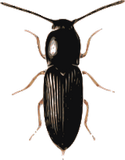 Vektorový obrázek, ilustrační klipart Kovařík ke stažení, Hmyz vektorový obrázek pro vaše dokumenty