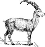 Vektorový obrázek, ilustrační klipart Kozorožec ke stažení, Zvířata vektorový obrázek pro vaše dokumenty