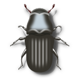 Vektorový obrázek, ilustrační klipart Lýkohub ke stažení, Hmyz vektorový obrázek pro vaše dokumenty