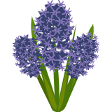 Modrý hyacint