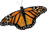 Vektorový obrázek, ilustrační klipart Monarcha stěhovavý ke stažení, Hmyz vektorový obrázek pro vaše dokumenty