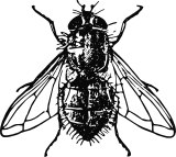 Vektorový obrázek, ilustrační klipart Moucha ke stažení, Hmyz vektorový obrázek pro vaše dokumenty