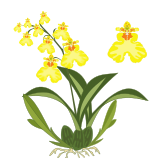 Vektorový obrázek, ilustrační klipart Oncidium ke stažení, Květiny vektorový obrázek pro vaše dokumenty