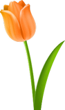Vektorový obrázek, ilustrační klipart Oranžový tulipán ke stažení, Květiny vektorový obrázek pro vaše dokumenty
