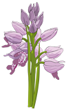 Vektorový obrázek, ilustrační klipart Orchidej ke stažení, Květiny vektorový obrázek pro vaše dokumenty