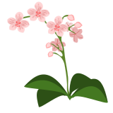 Vektorový obrázek, ilustrační klipart Phalaenopsis ke stažení, Květiny vektorový obrázek pro vaše dokumenty