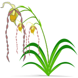 Vektorový obrázek, ilustrační klipart Phragmipedium ke stažení, Květiny vektorový obrázek pro vaše dokumenty